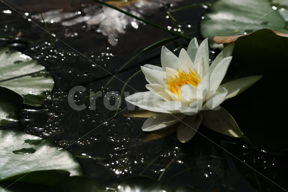 식물,수련,연,흰색,하얀색,꽃,식물,자연,plants,nature,감성,sensible,feeling,꽃,flower