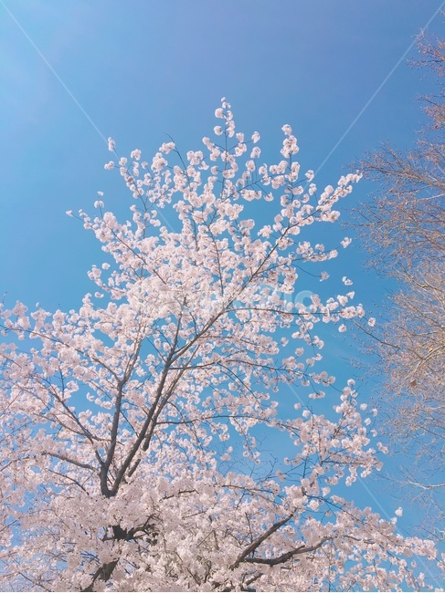 봄,벚꽃,하늘,spring,sakura,cherryblossoms,sky,파란하늘,bluesky,봄,계절,spring,season,plant,식물