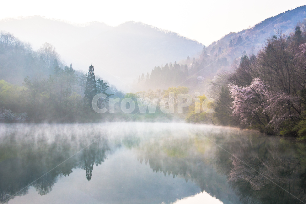 풍경,세량지,한국풍경,한국경치,아름다운한국,봄의풍경,봄,봄경치,벛꽃,우리나라풍경,우리나라경치,환상적인,환상적,몽환,운치,새벽,반영,자연,풍경,nature,landscape,한국자연풍경,한국자연경관,korea nature landscape,weather,날씨,outdoors,옥외