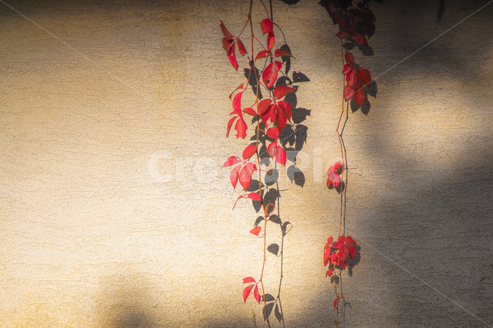 가을,단풍,추색,계절,자연,넝쿨,식물,가을,계절,fall,autumn,season,감성,sensible,feeling,plant,leaf,잎
