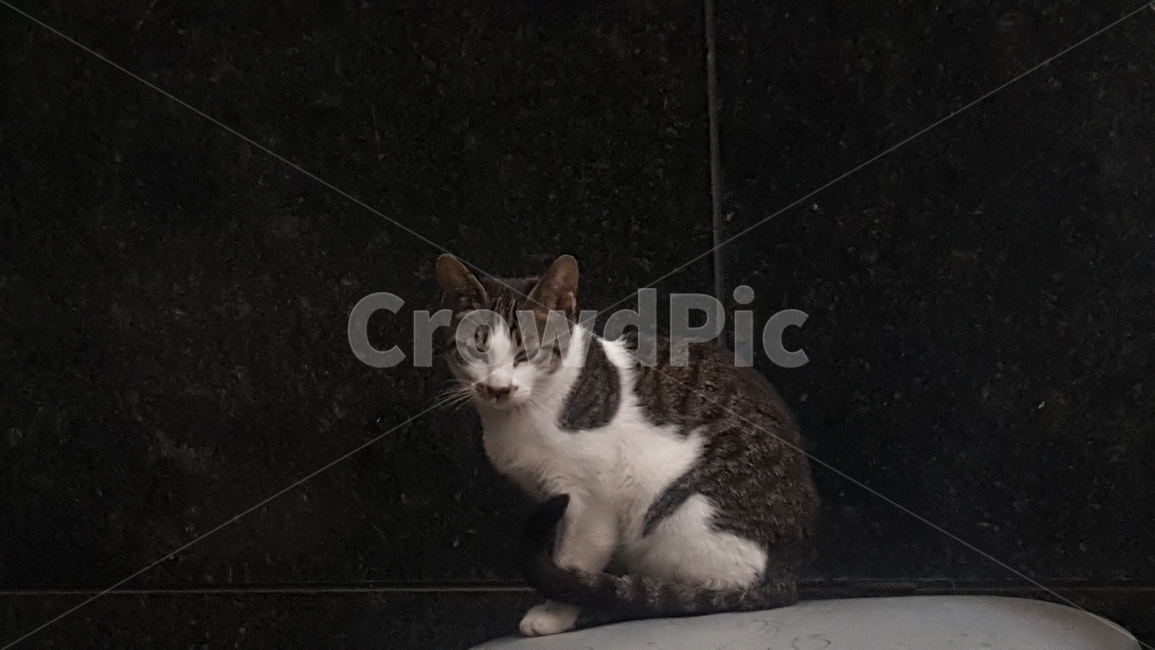 동물,고양이,cat,째려보는,길고양이,동물,animal,포유류,mammal,고양이,cat,kitten,kitty