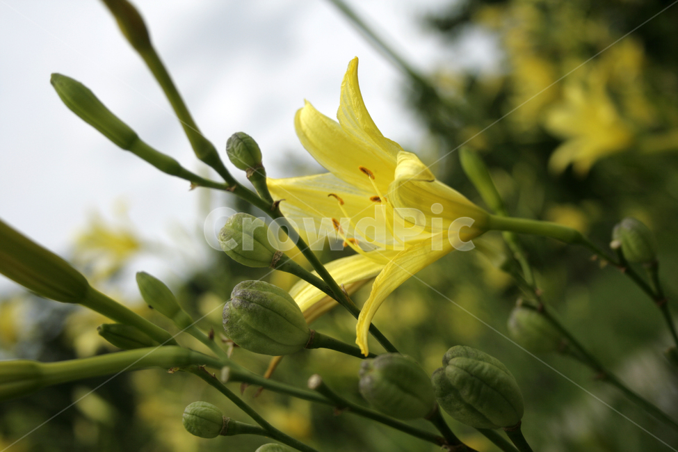 노랑원추리,식물,flower,plants,nature,꽃,꽃봉오리,식물,자연,plants,nature,꽃,flower