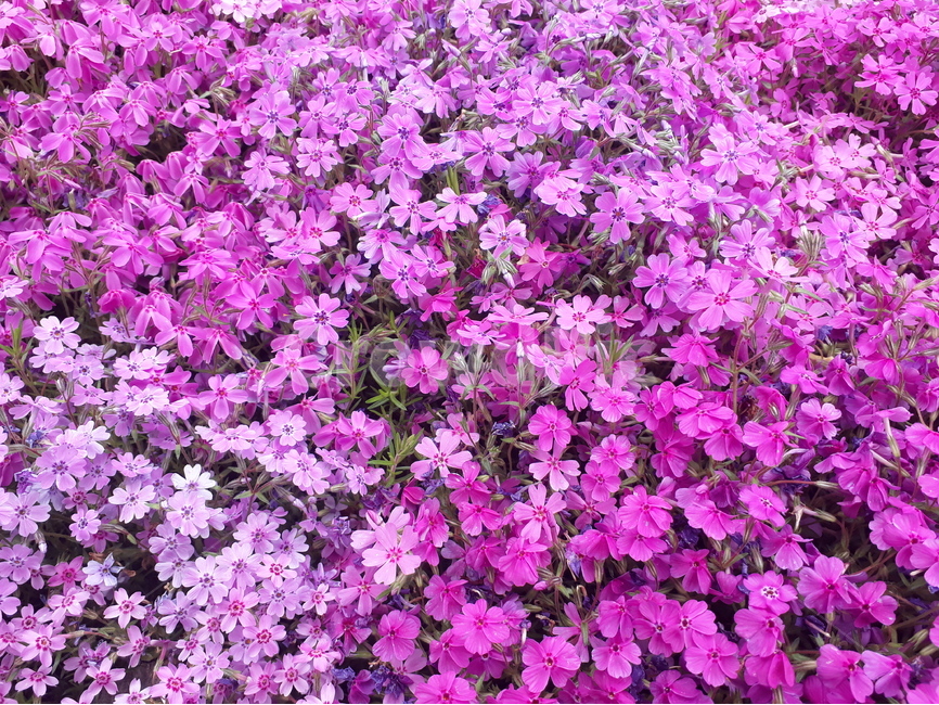 꽃,꽃잔디,mossphlox,flower,garden,화단,flowerbed,야외,outdoors,봄,핑크,violet,보라색,흰색,spring,season,korea,식물,자연,plants,nature,꽃,flower
