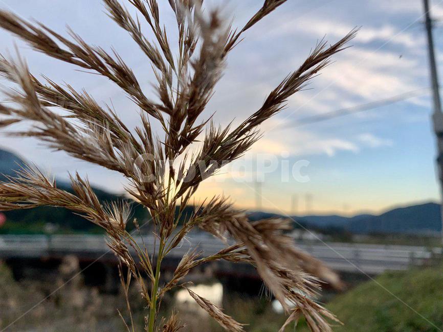 잔디,plant,식물,grass,갈대,reed