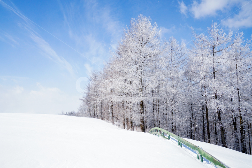 설경,나무,눈,대관령,평창,사진,겨울,계절,winter,season,자연,풍경,nature,landscape,outdoors,옥외,snow
