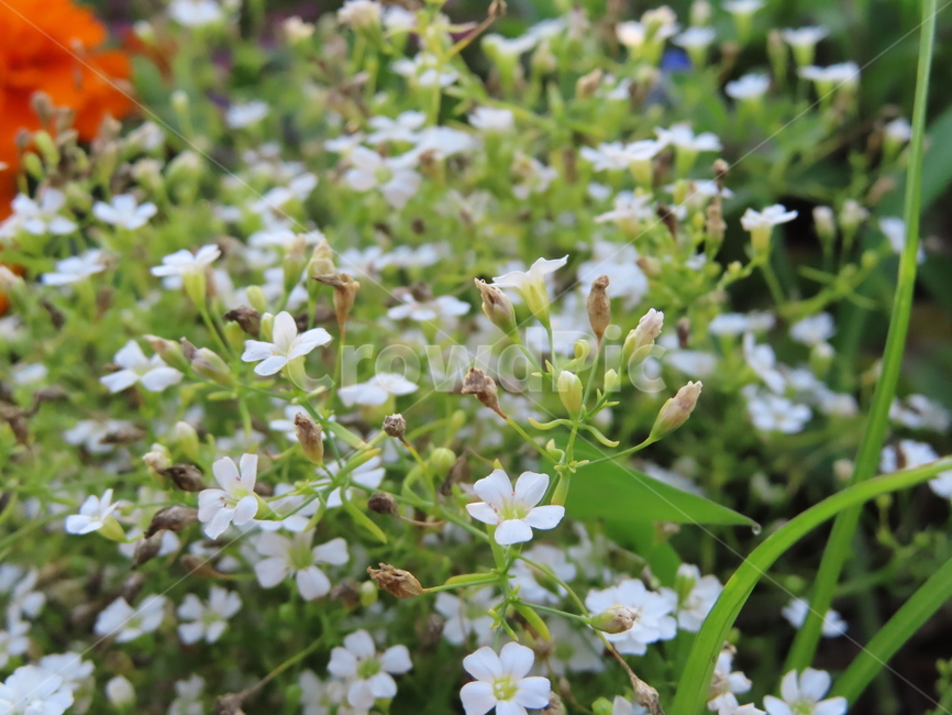 작은꽃,아름다움,귀여움,작다,꽃,식물,공원,화려함,smallflowers,beauty,small,plants,parks,flowers