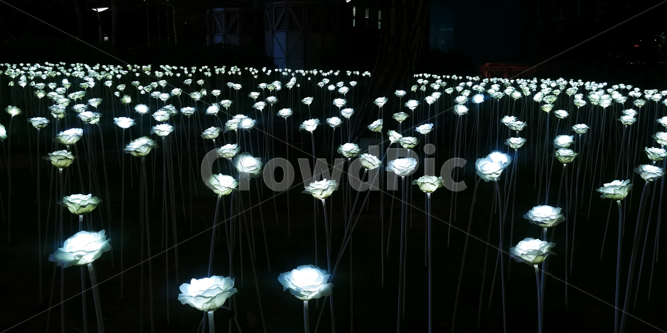 led장미,밤,야경,꽃,조명,야경,밤,풍경,nightscape,night,landscape