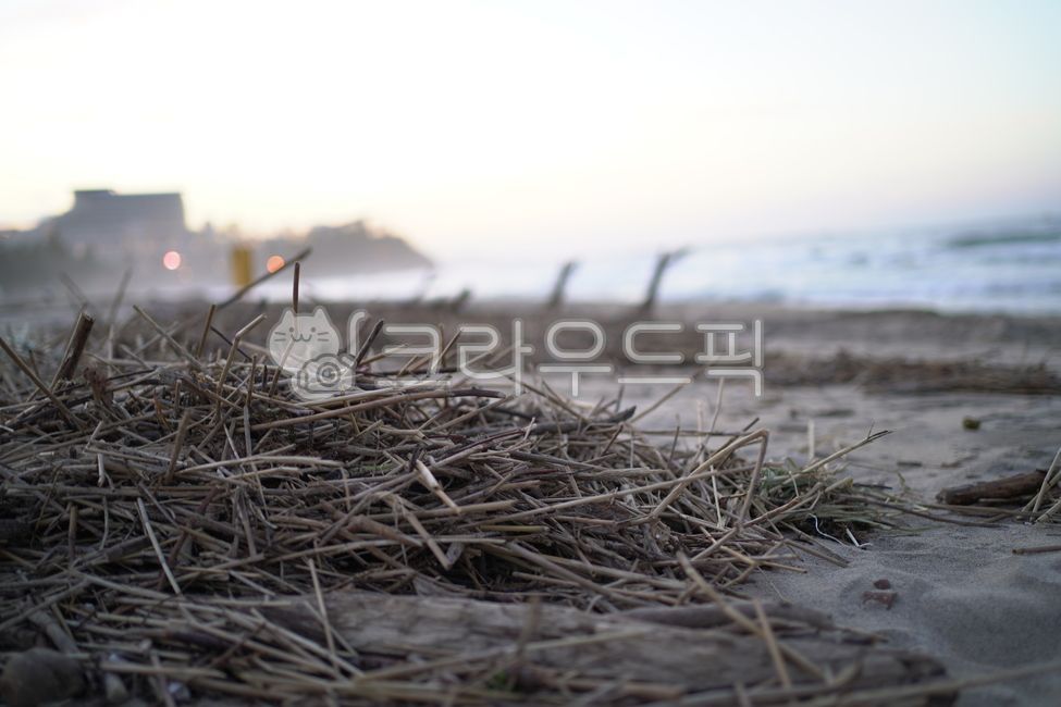 East Sea,Beach,beach,tree,branch,sea,trash
