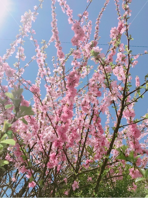꽃,봄,분홍색,하늘,풍경,봄,계절,spring,season,식물,자연,plants,nature,꽃,flower,plant,blossom