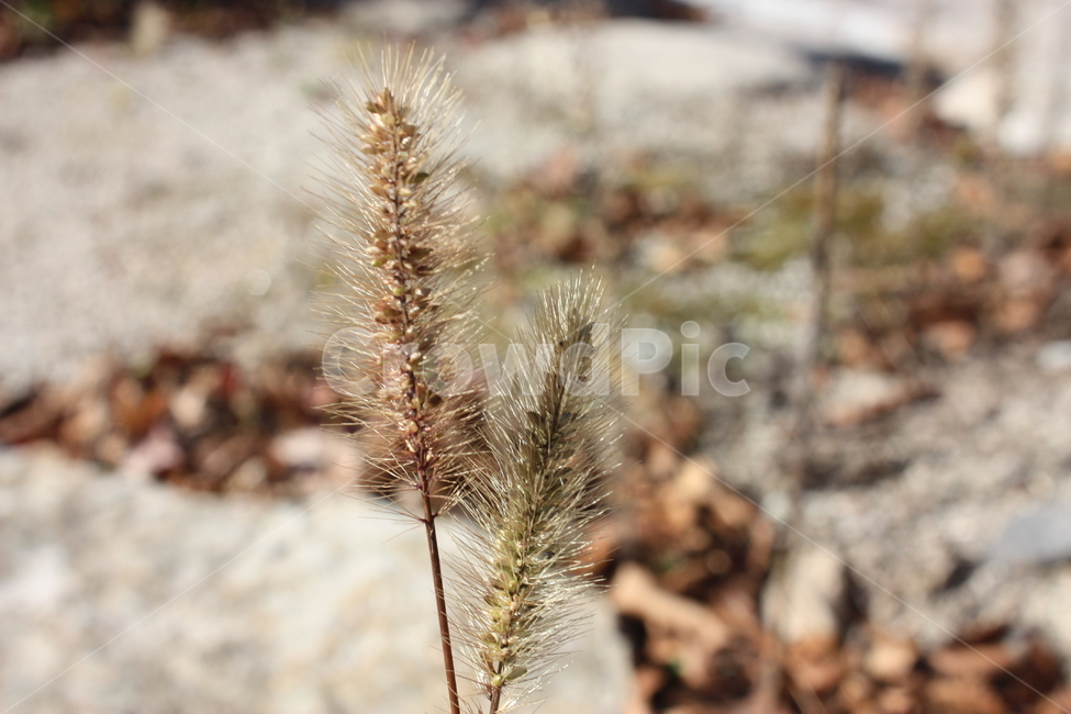 풀,자연,식물,nature,grass