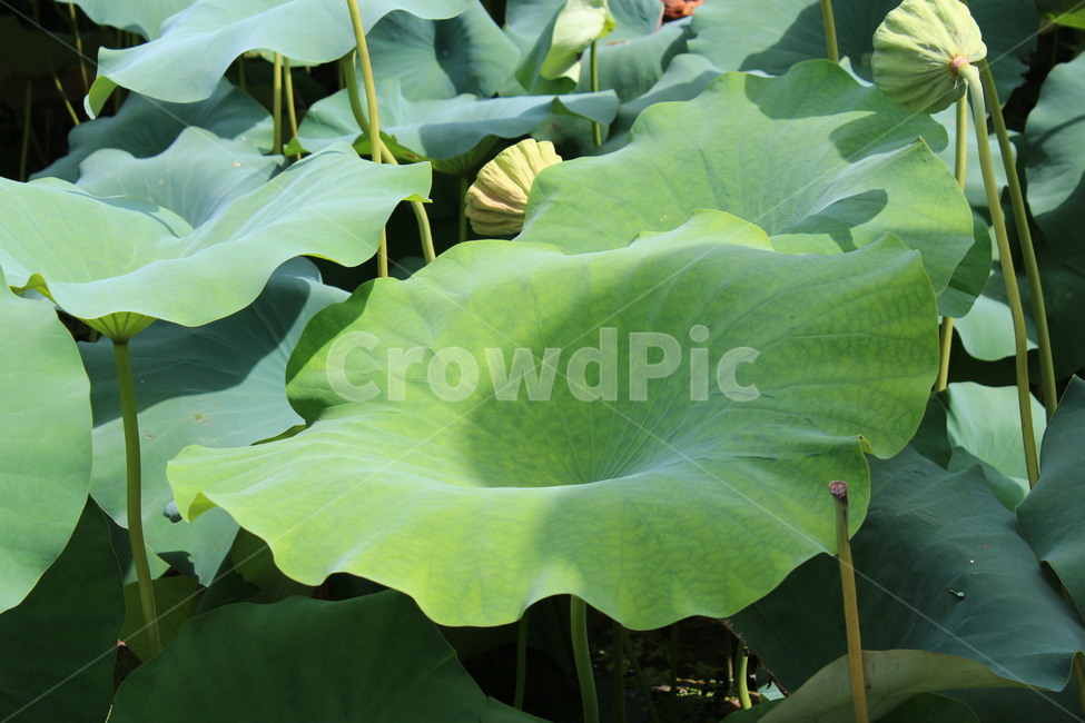 연잎,연꽃,부처님오신날,자연,초록,잎,잎사귀,green,lotus,lotusleave,leef,nature,식물,자연,plants,nature