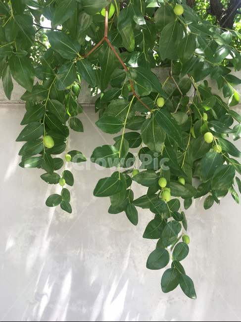 담벼락,잎사귀,나무,식물,햇살,자연,그림자,푸른,여름,싱그러움,식물,자연,plants,nature