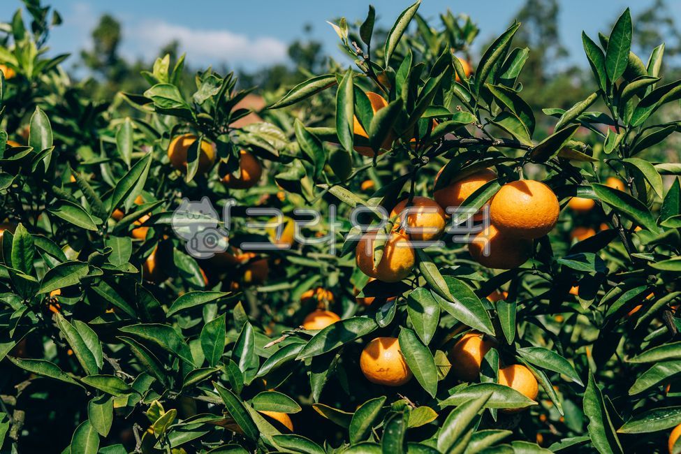 mandarin,citrus fruits,Red scent,Fruit,nature,fruit,Hallabong,Orange,food,vitamin,tangerines,orange,citrusfruit,house tangerines,Cheonhyehyang,plant,fresh,Jeju tangerines,hallabong