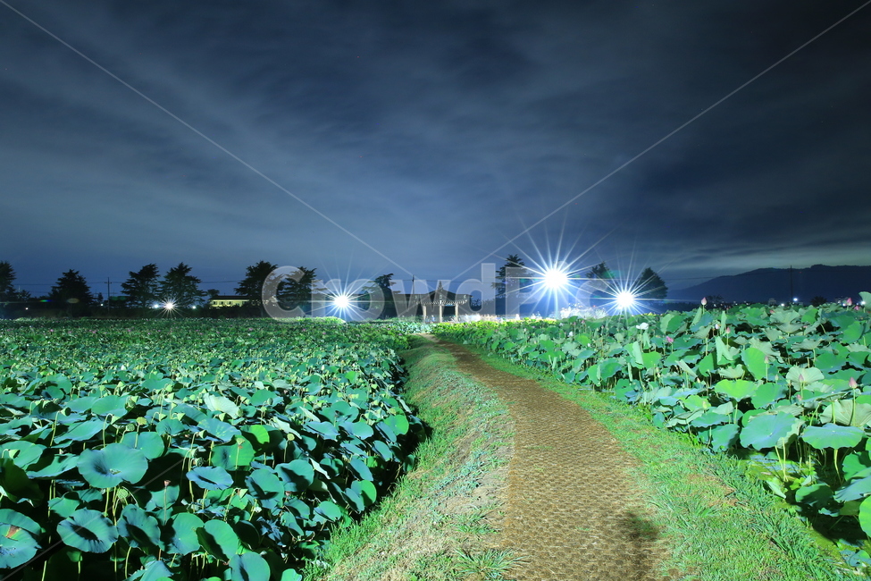 연꽃,경주,야경,풍경,여행,자연,풍경,nature,landscape,한국자연풍경,한국자연경관,korea nature landscape,야경,밤,nightscape,night,ground,바닥