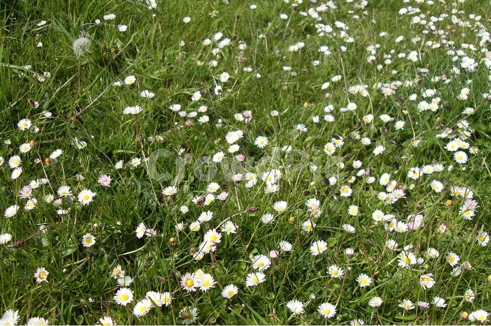 바다,영국,스코틀랜드,스트란라,바닷가꽃,봄꽃,봄,식물,자연,plants,nature,꽃,flower