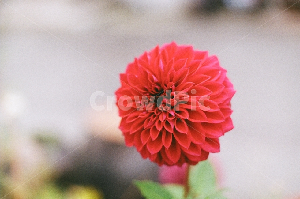 필름사진,감성사진,꽃,꽃사진,빨간꽃,식물,자연,plants,nature,꽃,flower,감성,sensible,feeling