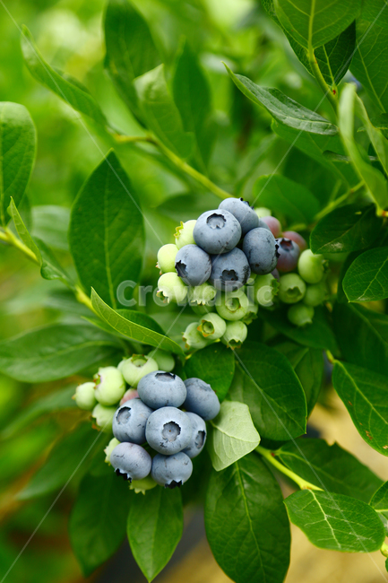 블루베리,베리,과일,나무,식품,농장,과수원,묘목,과수,blueberry,berry,fruit,tree,food,farm,orchard,seedling,fruittree,식물,자연,plants,nature,과일,열매,fruit