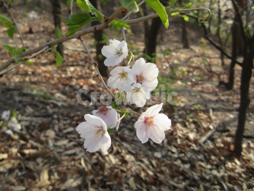 벚꽃,봄꽃,봄,흰꽃,하얀꽃,plant,꽃,springseason,식물,자연,plants,nature,flower,감성,sensiblefeeling,blossom