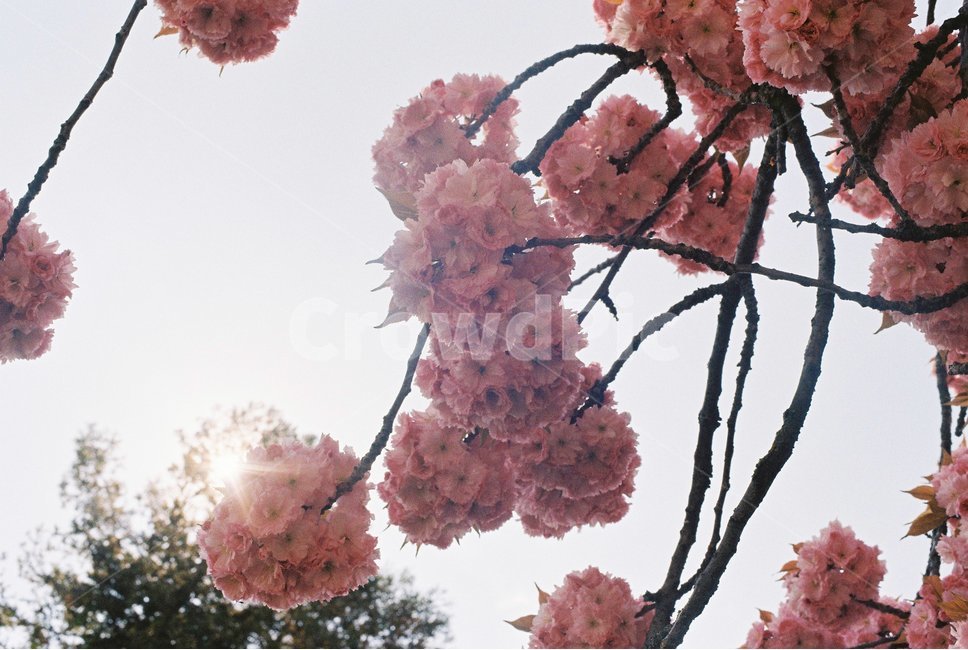꽃,flower,겹벚꽃,벚꽃,pink,봄꽃,분홍꽃