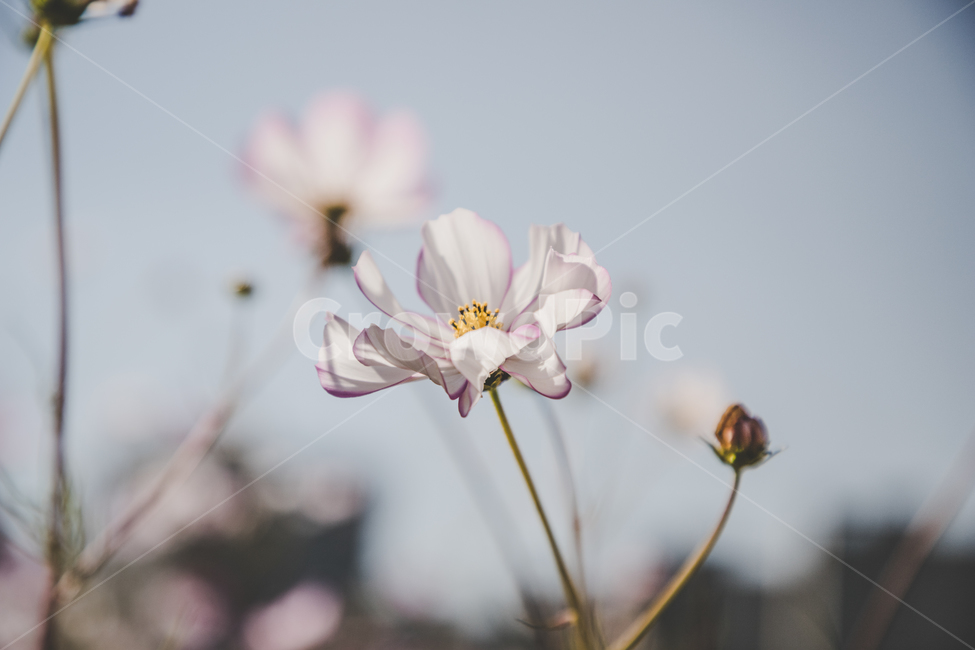 코스모스,꽃,자연,식물,가을,아름다운,commoncosmos,가을,계절,fall,autumn,season,식물,자연,plants,nature,꽃,flower,plant,geranium,제라늄,blossom