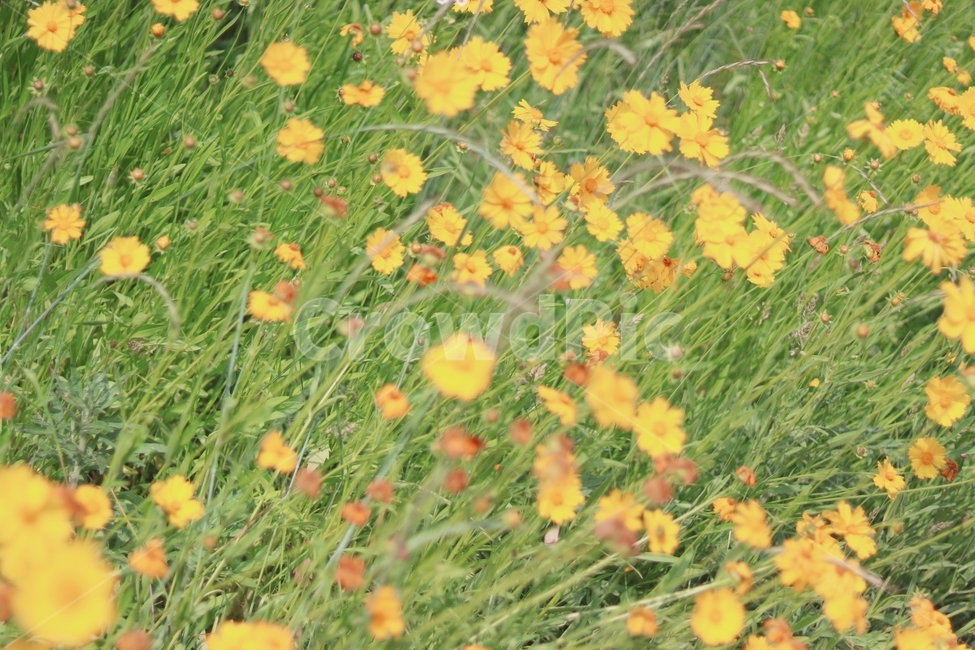 꽃,노랑색꽃,노랑색,흔들린,감성,식물,자연,plants,nature,꽃,flower