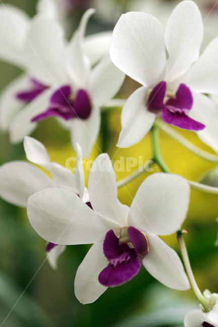 호접란,꽃사진,꽃,이슬,꽃이슬,식물,자연,plants,nature,꽃,flower