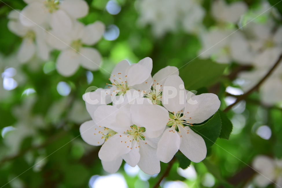 꽃,힌색,꽃잎,초록,꽃술,녹색,나무,화이트,힌꽃,5잎,플라워,flower,nature,plants,식물,자연,green,white,싱그러운,하얀,잎
