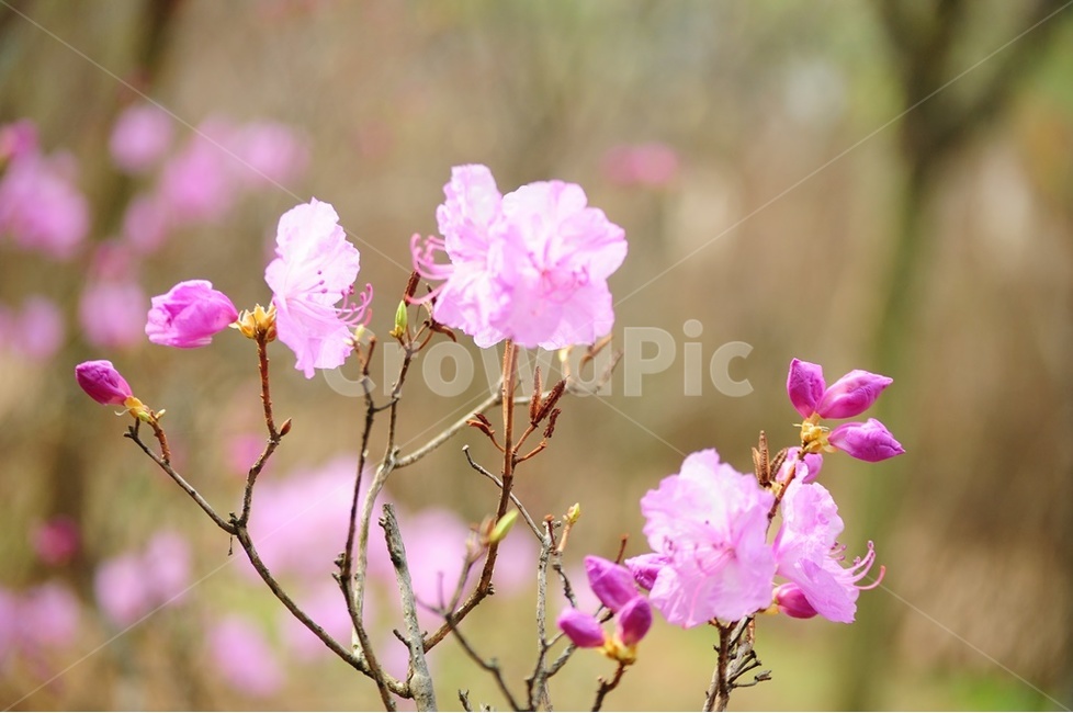 진달래,야생화,연분홍,원미산,영취산,봄,계절,spring,season,식물,자연,plants,nature,꽃,flower,blossom,geranium,제라늄,plant