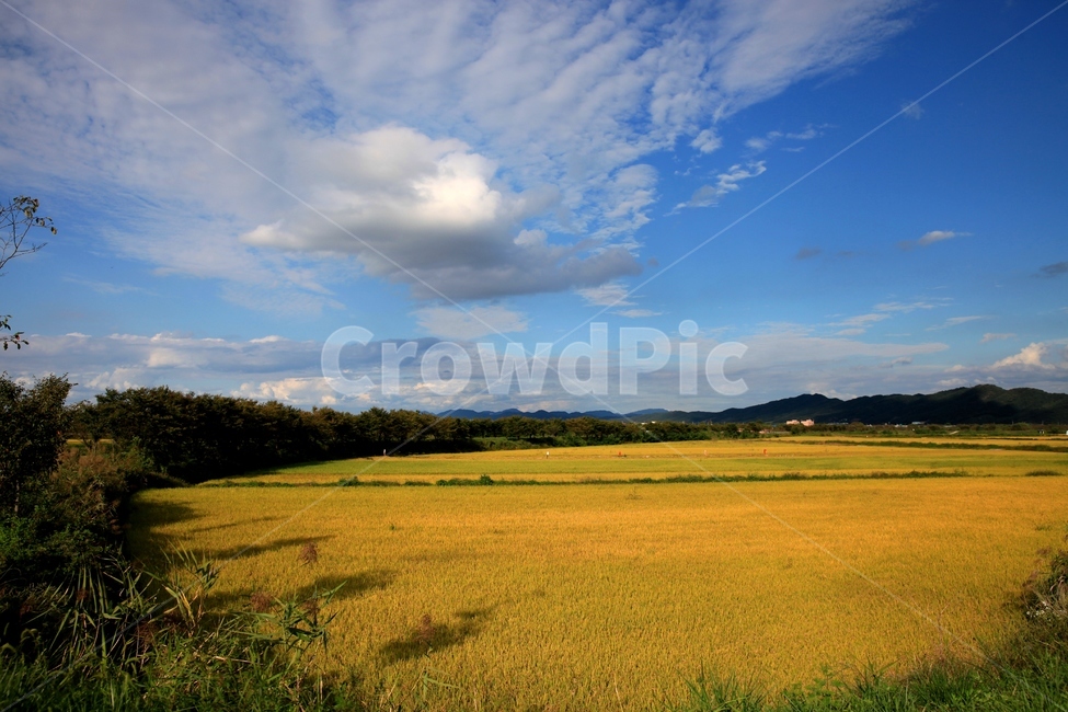field,들,nature,자연,outdoors,옥외,가을,하늘,논,벼,황금들녘,구름,cloud,허공,시골,country,farm,sky,쌀,rice