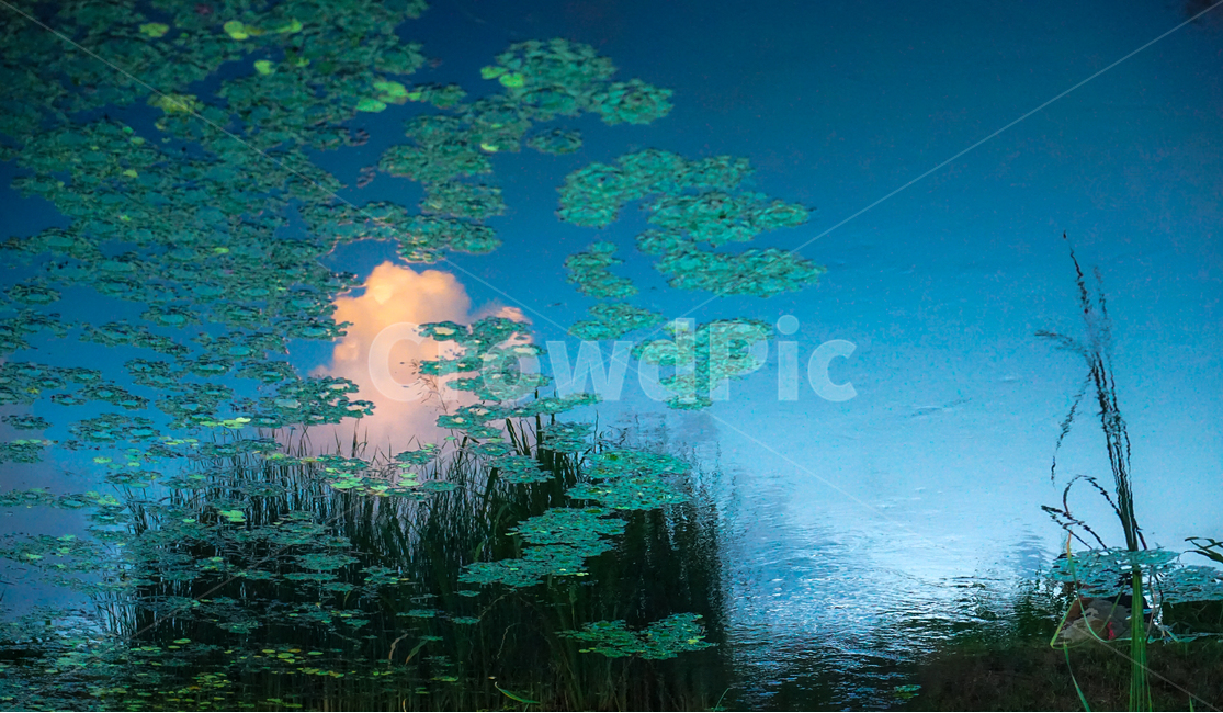 호수,반영,수초,부레옥잠,수생,구름,하늘,투영,자연,풍경,nature,landscape,land,땅,outdoors,옥외,water,물