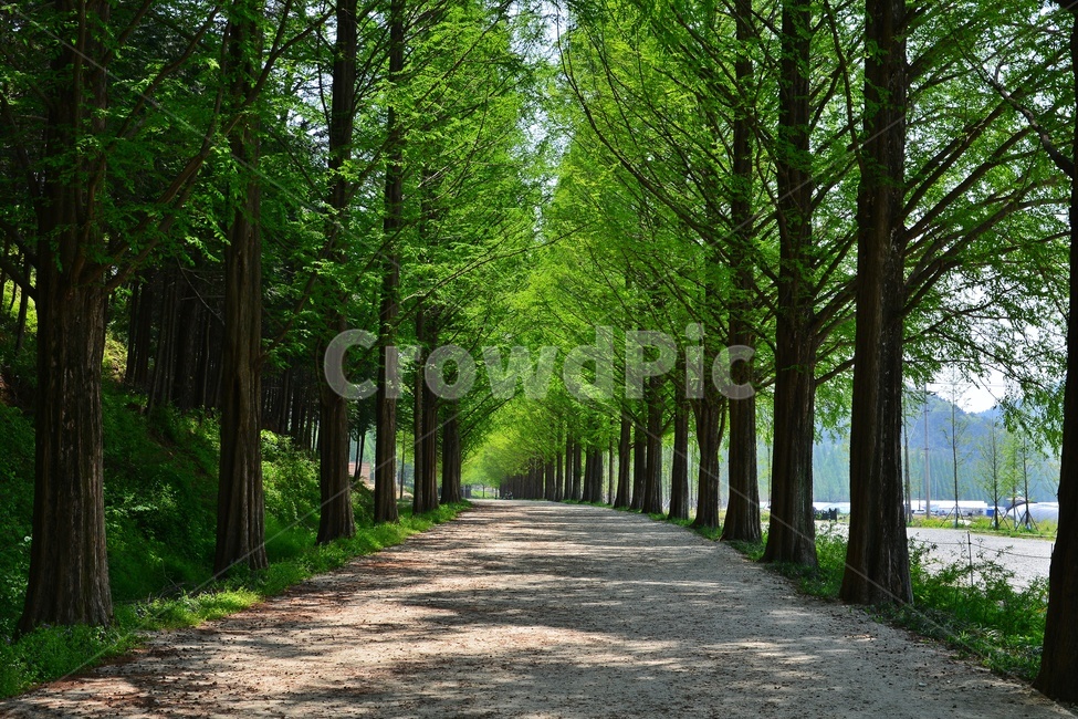 path,통로,tree,나무,plant,식물,dirtroad,흙길,road,도로,gravel,자갈,담양,메타길,메타스콰이어길,메타길여름,여름,계절,시원한길