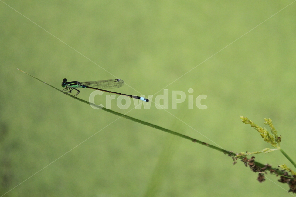 실잠자리,잠자리,곤충,동물,damselfly,동물,animal,곤충,벌레,insect,bug