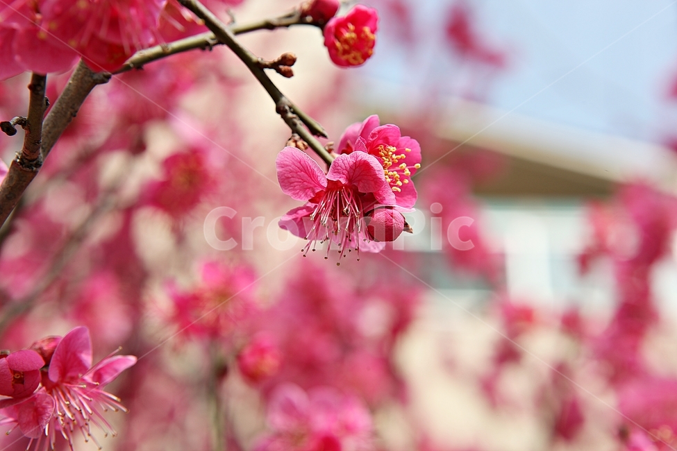 홍매화,매화,매화꽃,꽃,봄꽃,꽃잎,식물,자연,공원,봄,식물,자연,plants,nature,꽃,flower