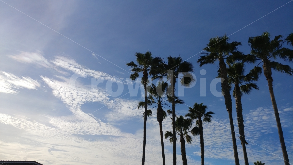 미국,남가주,씰비치,푸른하늘,구름,바람,야자수,켈리포니아,bluesky,whitecloud,wind,palmtree,자연,풍경,nature,landscape,summer,여름,tree,나무,plant,식물,palm tree