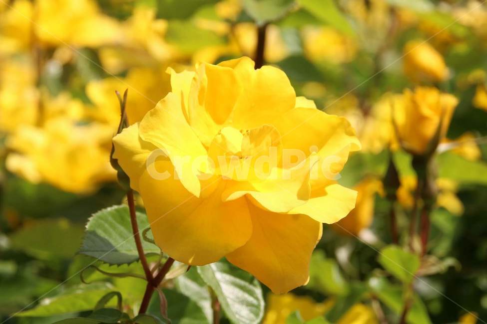 꽃,5월,장미,식물,계절,식물,자연,plants,nature,꽃,flower