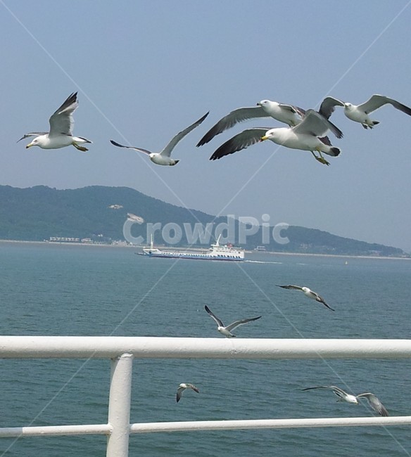 바다,sea,서해바다,무의도,갈매기,비상,갈매기떼,새,bird,갈매기날다,날개,flying,하늘,sky,파란하늘,blue,자연,nature,유람선,배,보트,배난간,산,푸른바다,바다경치,서해풍경