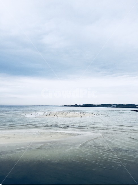바닷가,밀물,썰물,뻘,철새도래지,철새