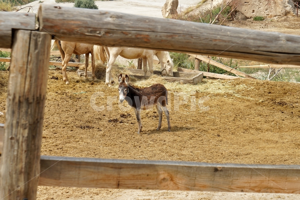 donkey,당나귀,마굿간,동물,새끼당나귀,가축