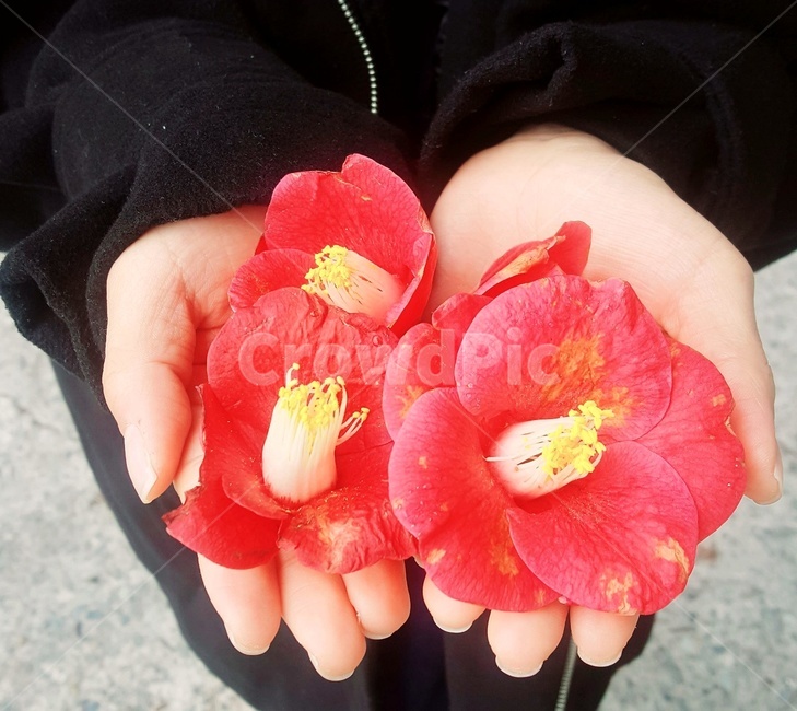 동백꽃,겨울,손위에꽃,식물,붉은색꽃,꽃,flower