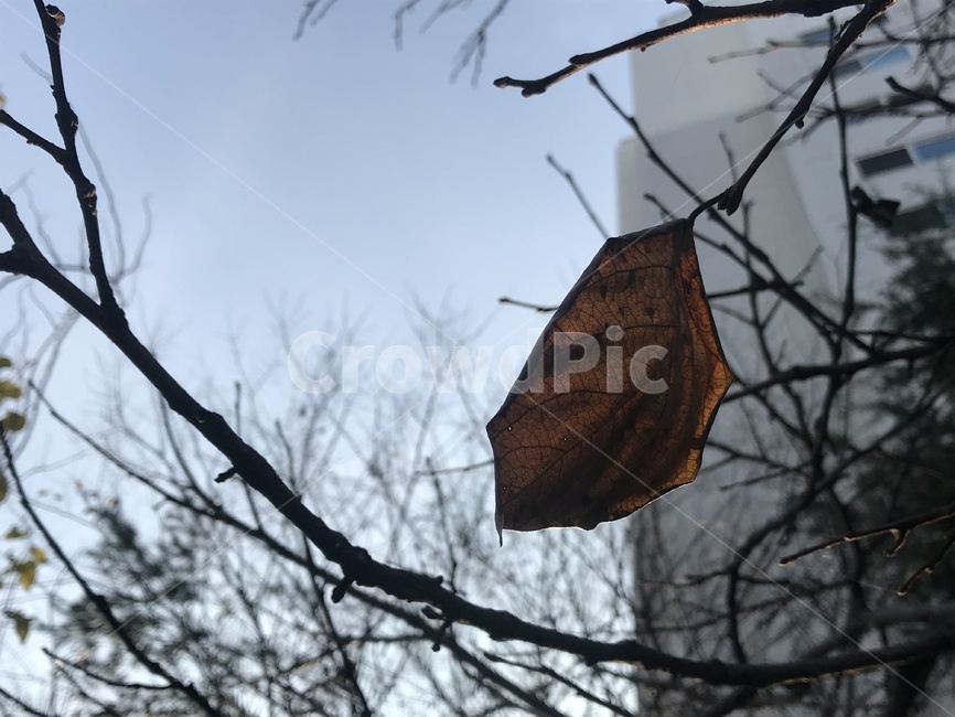 가을,낙옆,마지막잎세,아웃포커싱,쓸쓸함,가을,계절,fall,autumn,season