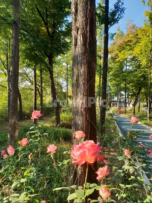flower,꽃,숲,자연,힐링,햇살,산책,장미,산책로,식물,자연,plants,nature,꽃,flower,나무,trees,wood