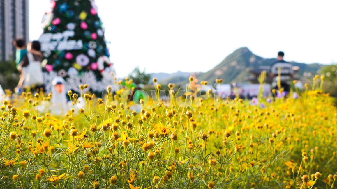 광화문,꽃,풍경,아웃포커싱,여름,식물,자연,plants,nature,꽃,flower,사람들,대중,군중,other people,crowd