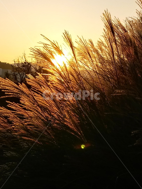 갈대,식물,plant,reed,겸가,여러해살이풀,석양,노을,sunlight,가을,계절,fall,autumn,season,식물,자연,plants,nature,grass,잔디,flare,플레어,light,빛,햇빛