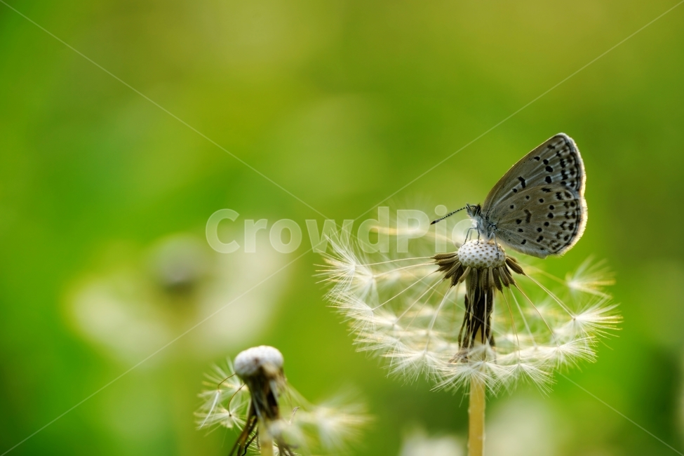 나비,민들레,민들레꽃,국화과,야생화,동물,animal,곤충,벌레,insect,bug