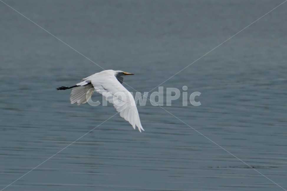 백로,황새목,왜과리과,조류,수생동물,bird,새,animal,동물,물새,나는,조류,새,birds