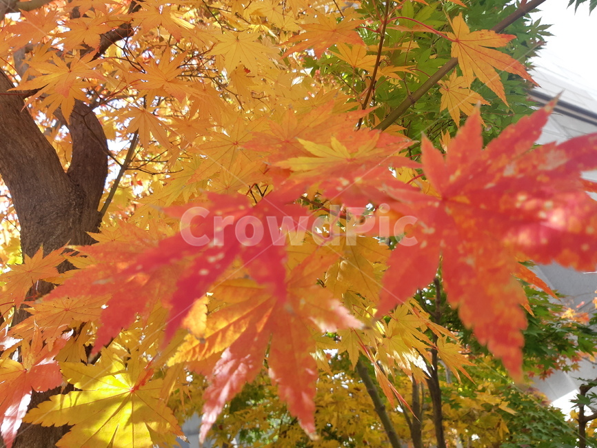 leaf,단풍,가을,maple,단풍나무,가을,계절,fall,autumn,season,식물,자연,plants,nature,나무,trees,wood