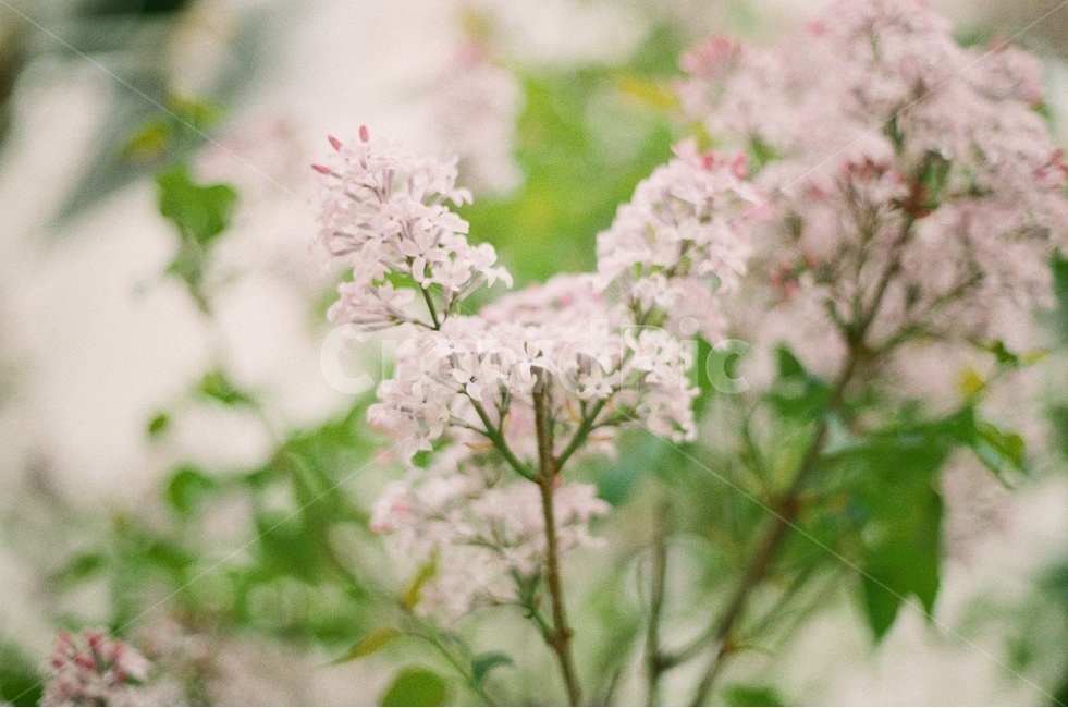 fragrant,green,distance,alive,summer,life,flower,Emotional photo,beautiful,film photography,analog,lilac,leaves,refreshing,sight,purple