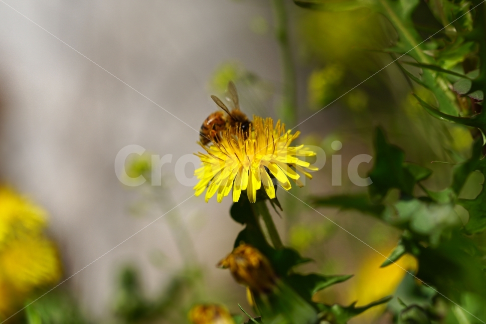 벌,곤충,봄,꽃,자연,식물,honey,bee,spring,flower,nature,plants,insect,민들레,이파리,꽃봉오리,접사,macro,클로즈업,closeup,tree,숲,숲속,산림,삼림,조경,봄꽃,감성,힐링,풍경,landscape,식물,자연,plants,nature,동물,animal,곤충,벌레,insect,bug,꽃,flower