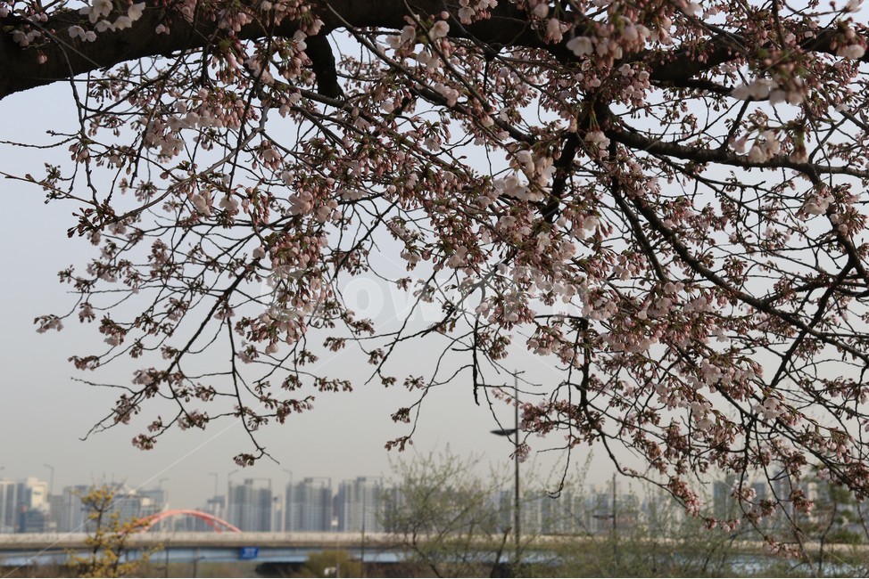 plant,식물,blossom,cherryblossom,벚꽃,flower,꽃,자연,나무,식물,자연,plants,nature,꽃,flower