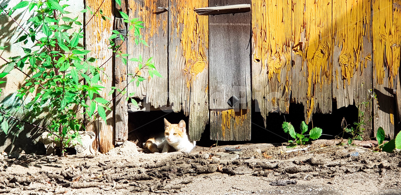 나른한오후,고양이,노란색,고양이의오후,집사,동물,animal,포유류,mammal,고양이,cat,kitten,kitty